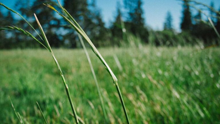 Is Cricbet99 Safe For Online Gaming And Payments?